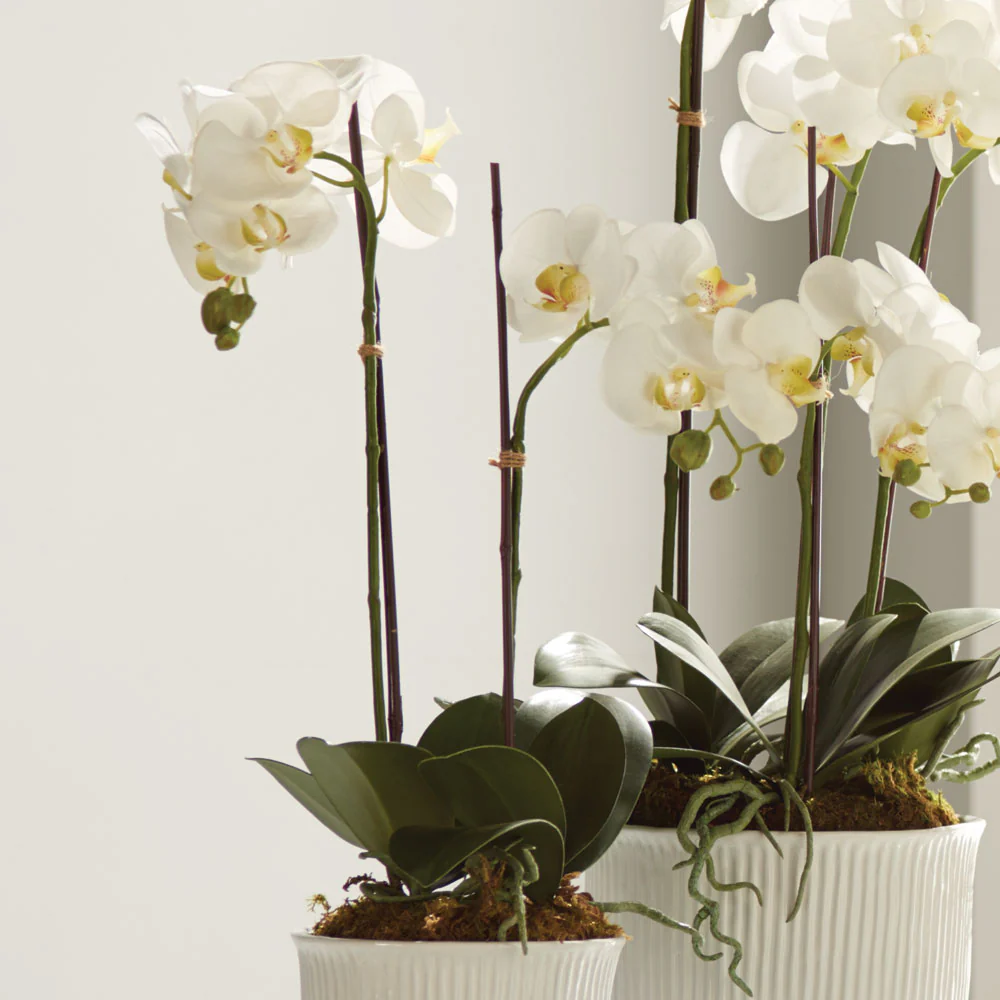 Faux Orchid Drop-In