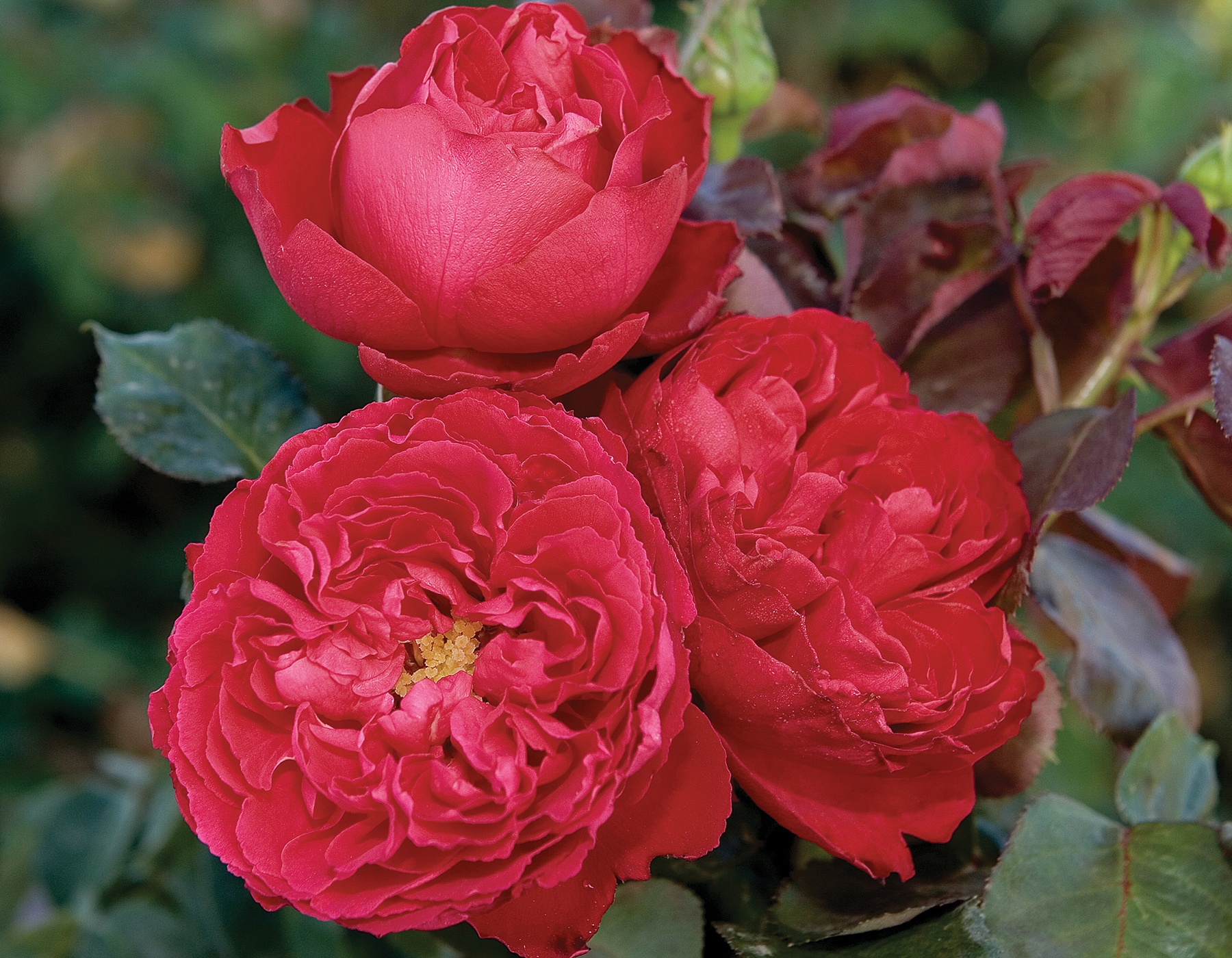 Traviata